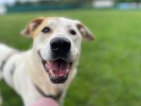 Sanfter Riese Galileo sucht ein Zuhause.