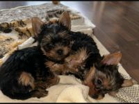 Yorkshire Terrier mini Welpen