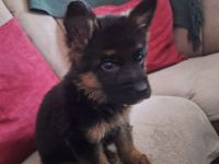 Deutscher Schäferhund