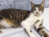 Gypsy wartet auf deine Anfrage