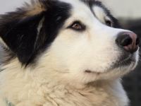 Unser gemütlicher Rüde Bud sucht sein Zuhause.