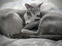 Cattery vom Breidter Rücken