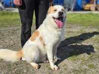 Wunderschöner junger Rüde Kiran sucht ein Zuhause.