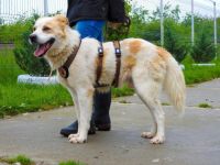 Wunderschöner junger Rüde Kiran sucht ein Zuhause.