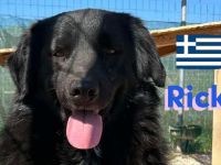 Ricky, 01/22 - sanfter Wuschel sucht Familie