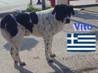 Vito, 08/23 - sanfter Riese sucht Familie