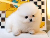 Linda – weiblicher Zwergspitzwelpe