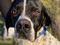 Tissaia, geb. ca. 08/2022, lebt in GRIECHENLAND, auf einer privaten Pflegestelle