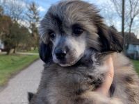 chinesische crested welpen