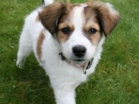 Kromfohrländer vom Lambachtal