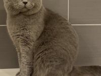 Deckkater Bkh im Blau