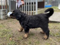 Hovawarte von Doberow