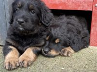 Hovawarte von Doberow