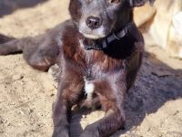 Aurora, freundlich und menschenbezogen, sucht ihr Zuhause