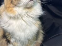 Wurfplanung reinrassige Sibirische Katzen ohne Papiere