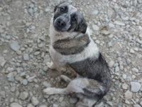 Überlebenskünstlerin Malka sucht ihr Für-Immer-Zuhause.