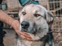 Akela ´s Treuem Blick kann man nicht wiederstehen. Er sucht ein Zuhause.