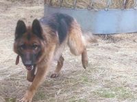 Obacht, Schäferhund-Fans! Hier kommt Mr. Nice Guy!