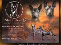 Mexikanische haarlose Welpen-Xoloitzcuintle