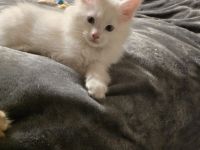 Reinrassige Maine Coon Kitte