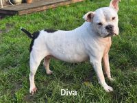 Diva sucht tierfreie Zone
