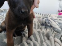 Malinois Welpen