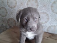 4wunderschöne Aussidor Welpen suchen noch ein