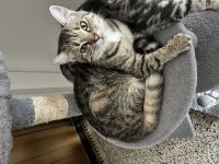 Katzen Kitten männlich/weiblich