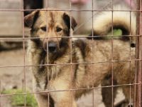 Phönix wartet auf seine Chance