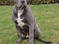 Old english bulldog  / American Bully Xl