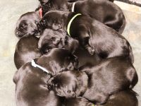 Riesenschnauzer v. Blackmoore