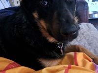 Schweren Herzens abzugeben