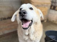 Wer zeigt Boomer, wie sich Liebe wirklich anfühlt?