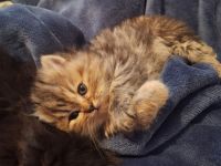 3 bezaubernde Perser Babys