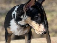 Miniatur Bullterrier Hündin 15 Wochen alt