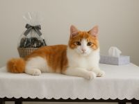 Kurilian Kurilen Bobtail mit Stammbaum FIFE.