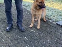 Deutsche Schäferhündin zu verkaufen