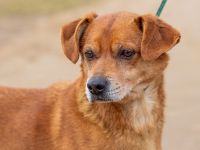 Buda, liebt es gemütlich