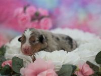 Mini Aussie Dream