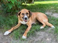 Stian ist ein sanfter & liebevoller Hund im wunderschönen Fell