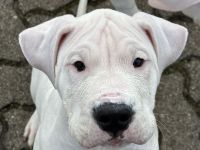 Dogo Argentino Welpen