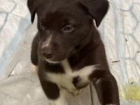 Alaskan husky, mama Sibirien  papa Münsterländer