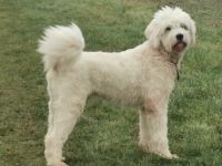 Wuschel Akai sucht ein aktives Zuhause