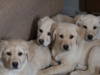 Blonde Labradorwelpen