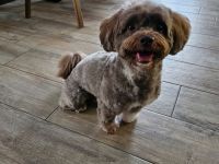 Deckrüde Bolonka Zwetna