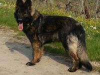 DDR Altdeutsche Schäferhundwelpen mit Papieren