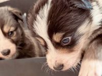 Reinrassige Border Collie Welpen