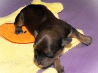 7 Zwerge, Havanesen vom Elzbachtal mit Ahnentafel