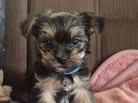 Yorkshire Terrier Welpen mini