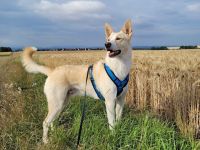 Pechvogel TOTO sucht sein hundeerfahrenes Zuhause